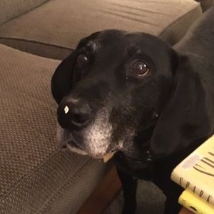 Meet your Posher, Madeline